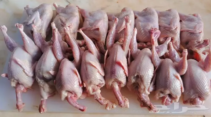 سمان جامبو مشحم طازج 0