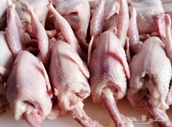 سمان جامبو مشحم طازج 1