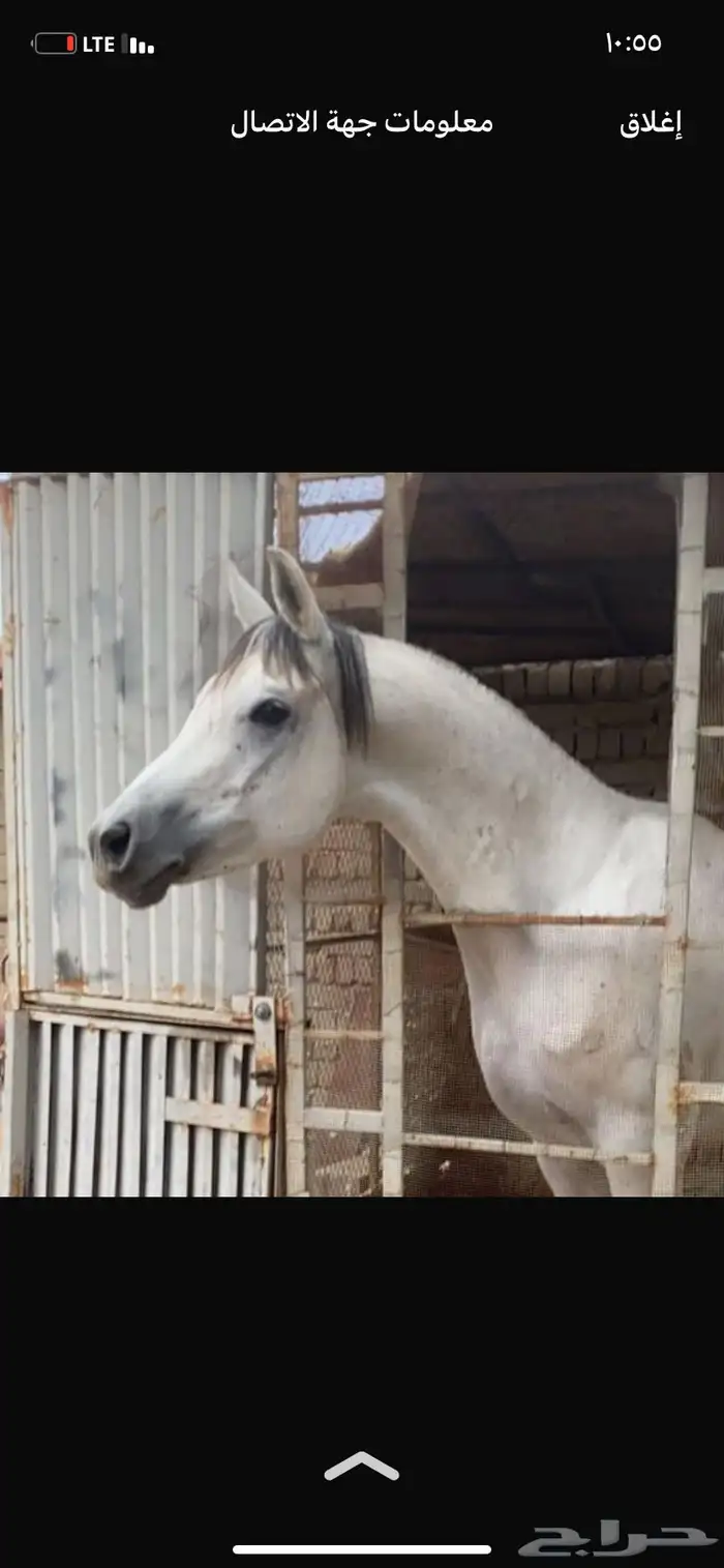 حصان شعبي يناافس الواهو 2