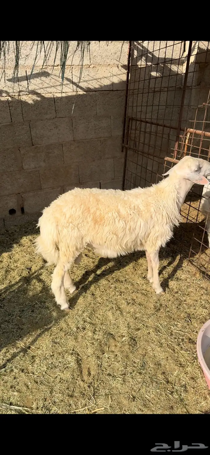 ذبايح برابر وحريات للبيع تفريد 2
