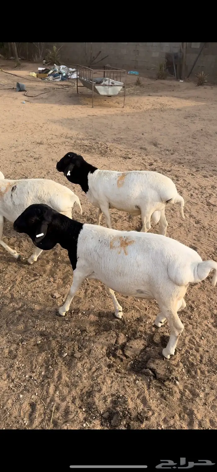 ذبايح برابر وحريات للبيع تفريد 1