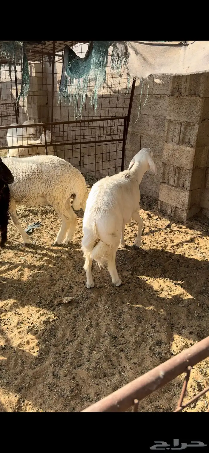 ذبايح برابر وحريات للبيع تفريد 0