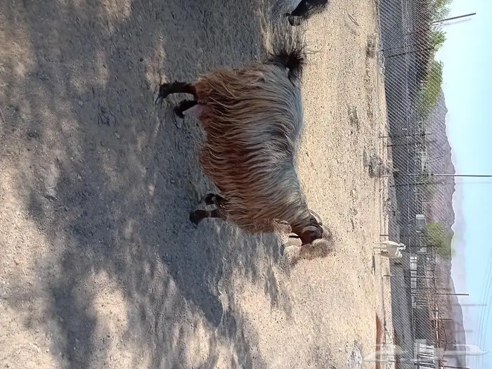 تم البيع تم البيع 0