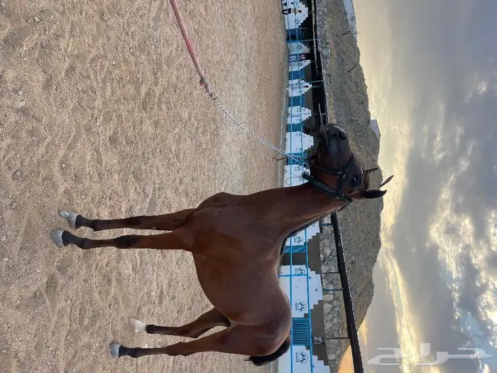 مربط نواصي العز لايواء الخيل والتدريب 3