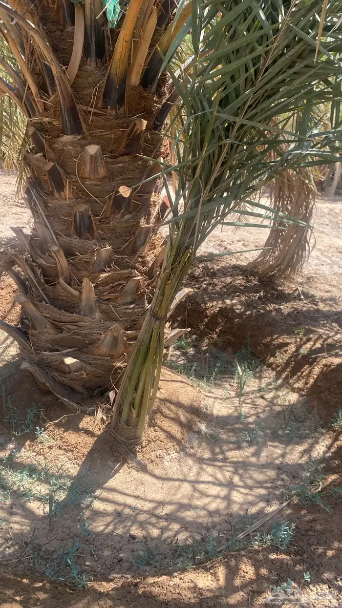 اصناء للبيع لعده أصناف من تمور المدينه 1