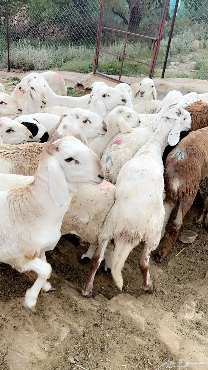 سواكن شقر وبيض تربية فوق 3 اشهر شحم 4