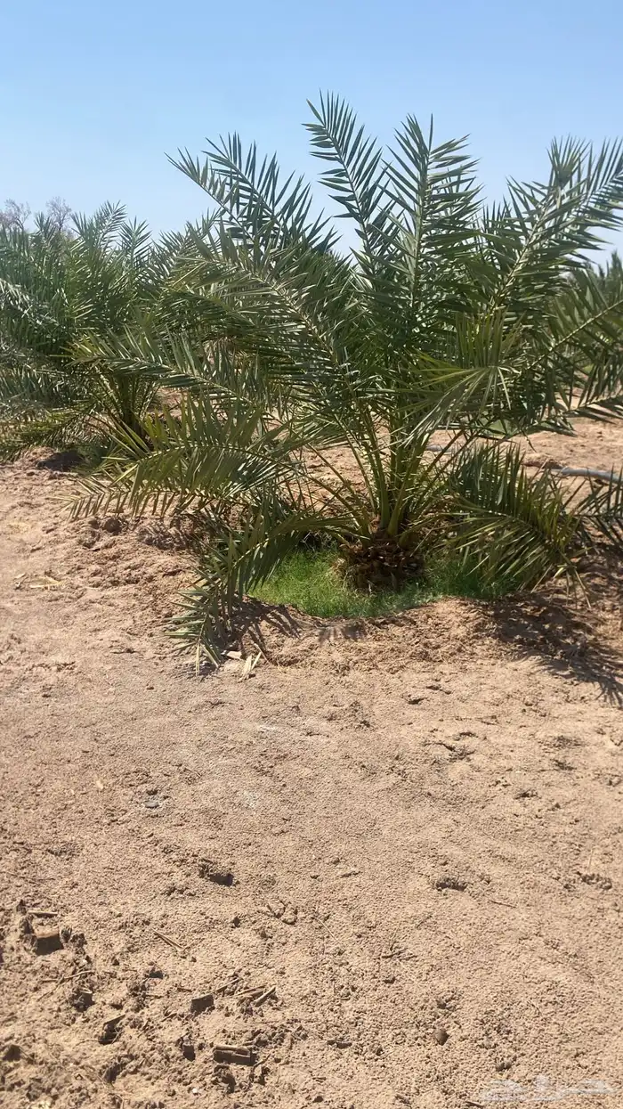 اصناء للبيع لعده أصناف من تمور المدينه 0