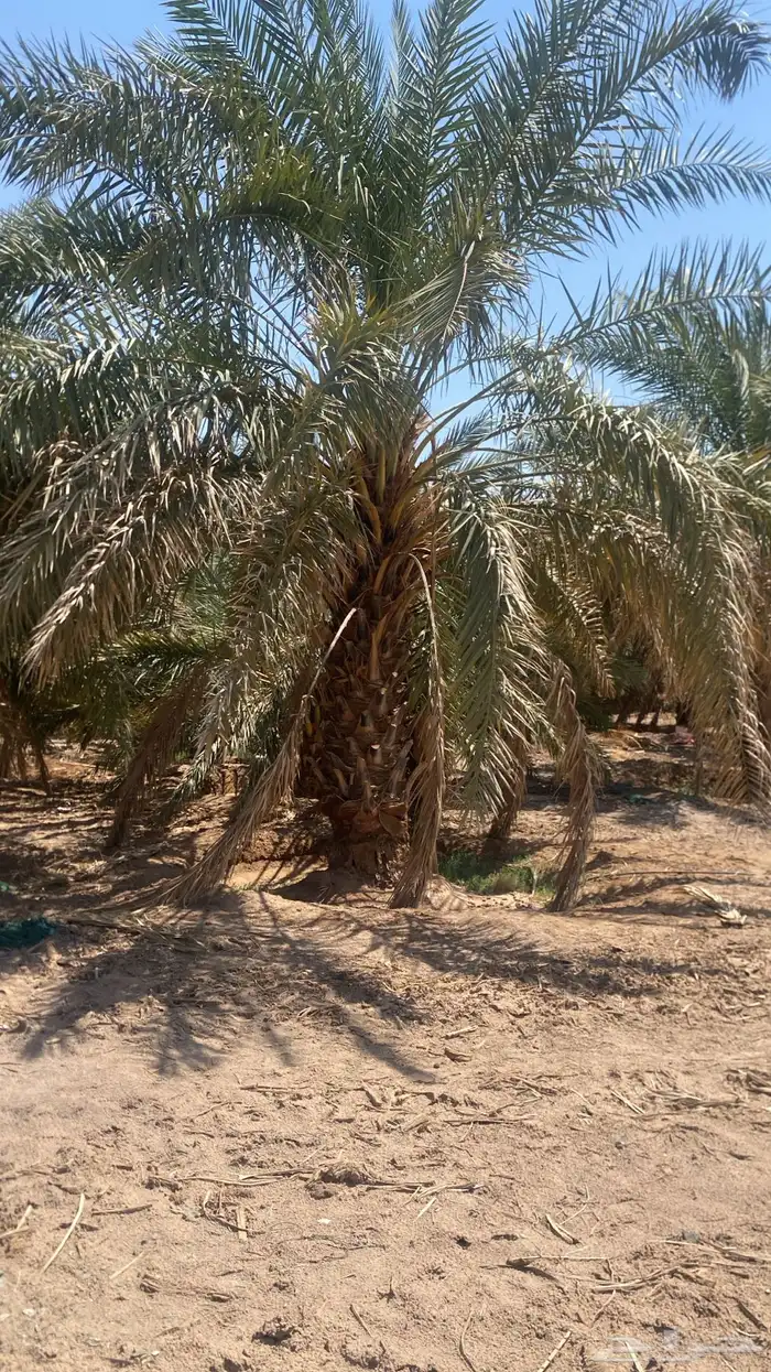 اصناء للبيع لعده أصناف من تمور المدينه 2