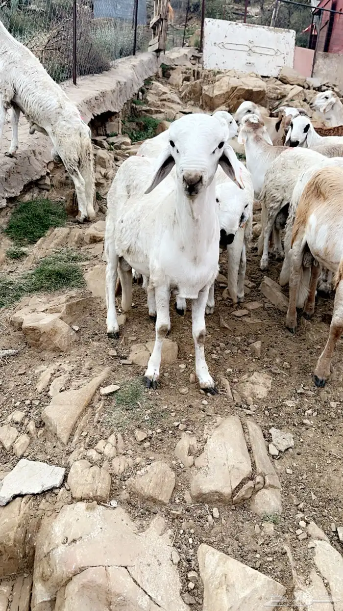 سواكن شقر وبيض تربية فوق 3 اشهر شحم 6