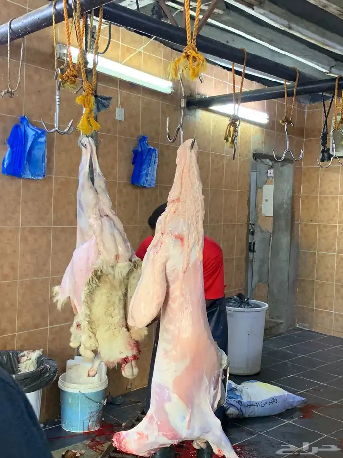 ذبايح ثلاجه ذبائح مناسبات 1