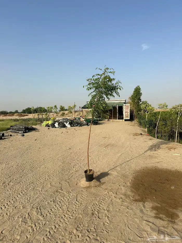 مشاتل مشتل مشتل زراعي توريد للمشاريع والشركات 9
