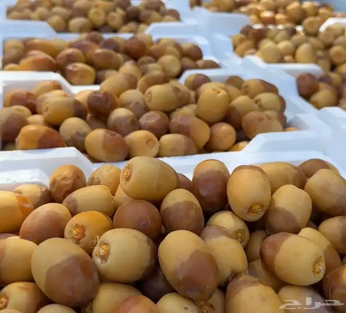 روثانه 2