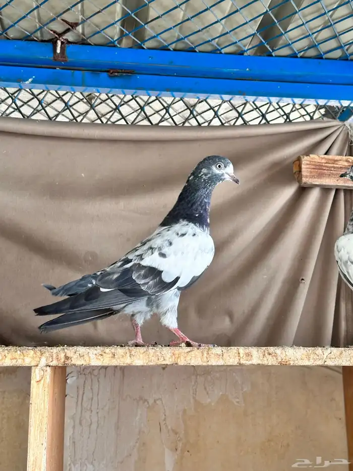 حمام باكستاني 13