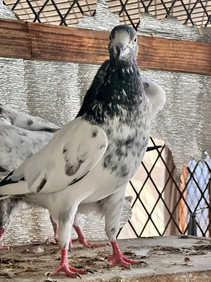 حمام باكستاني 2