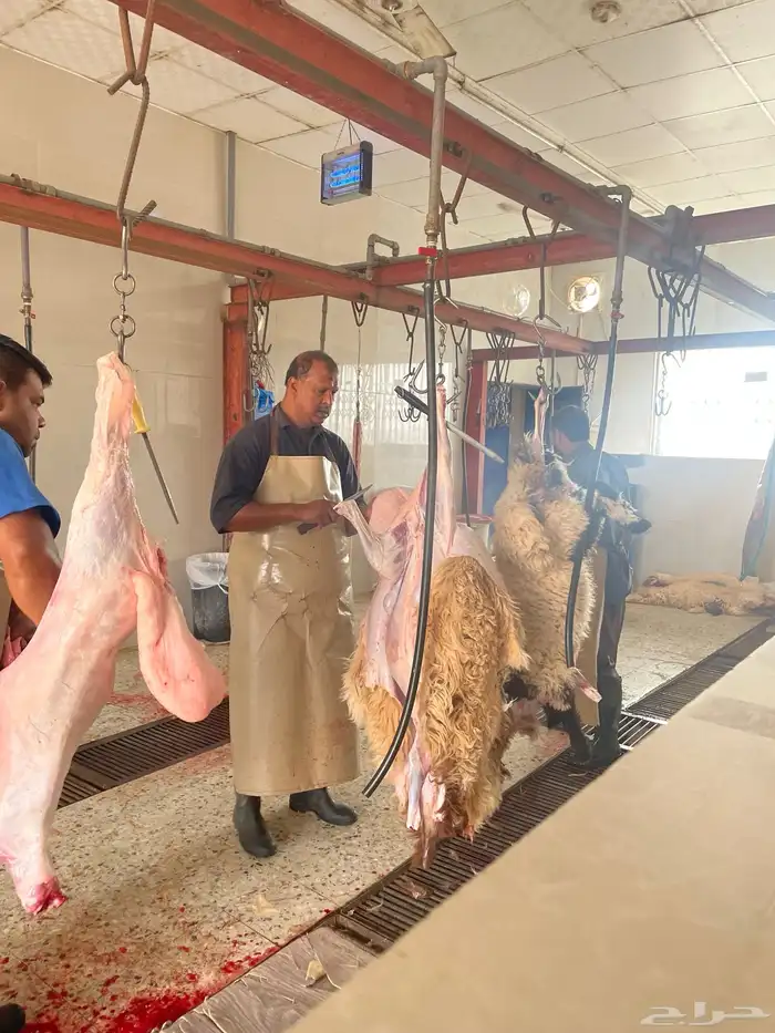 ذبايح بري تمايم خرفان ثلاجه مشروطه 48