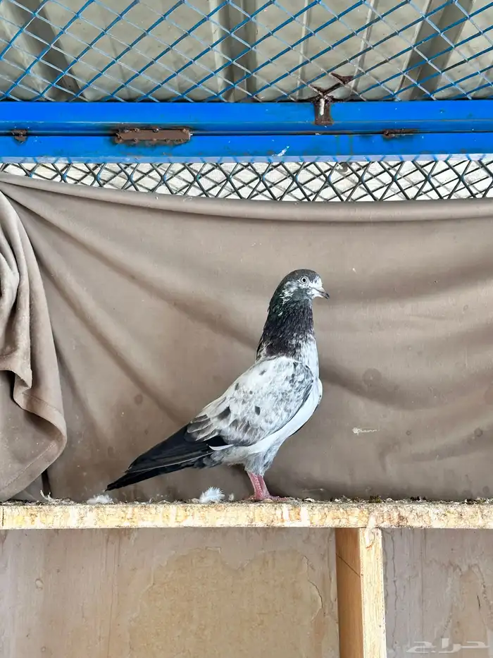 حمام باكستاني 5