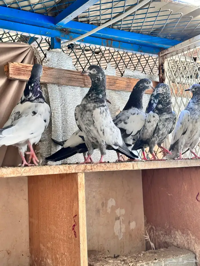 حمام باكستاني 8