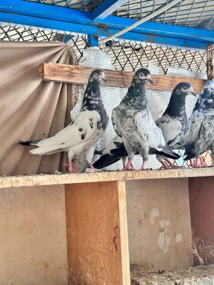 حمام باكستاني 6