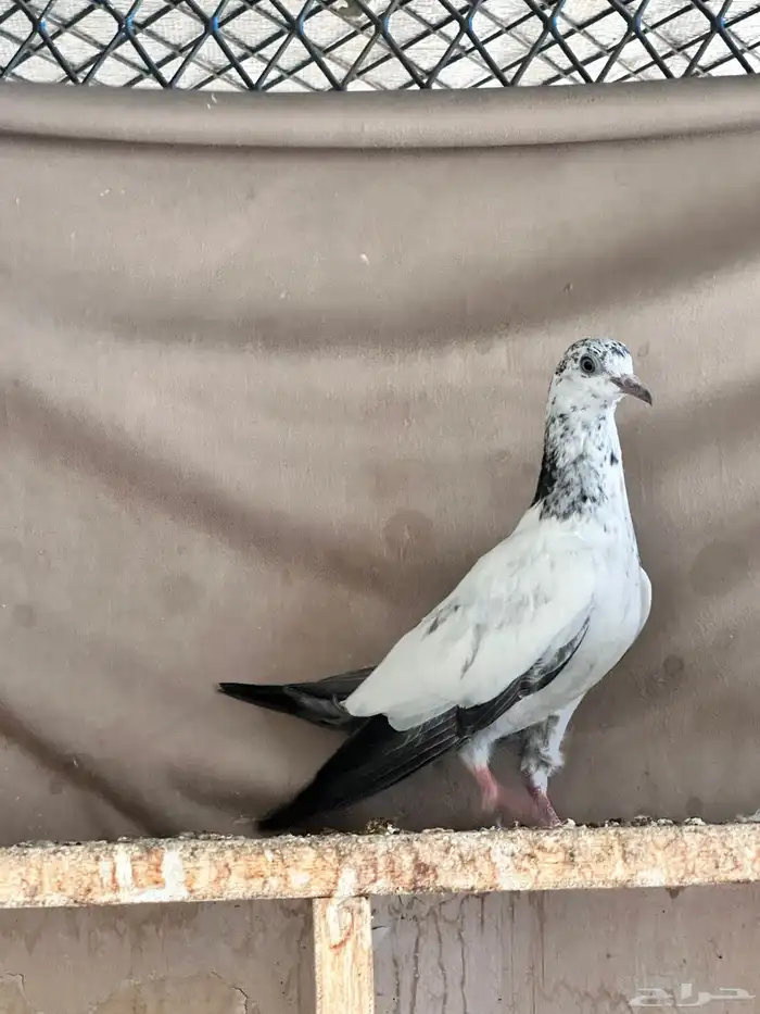 حمام باكستاني 12