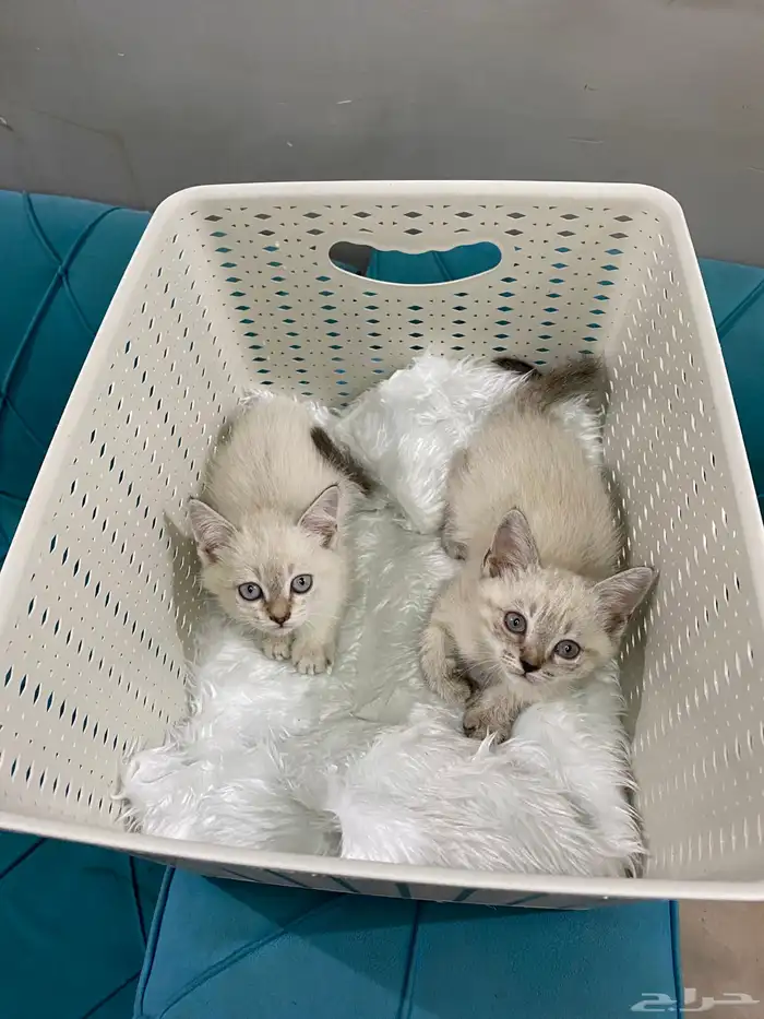 كيتن هملايا 0