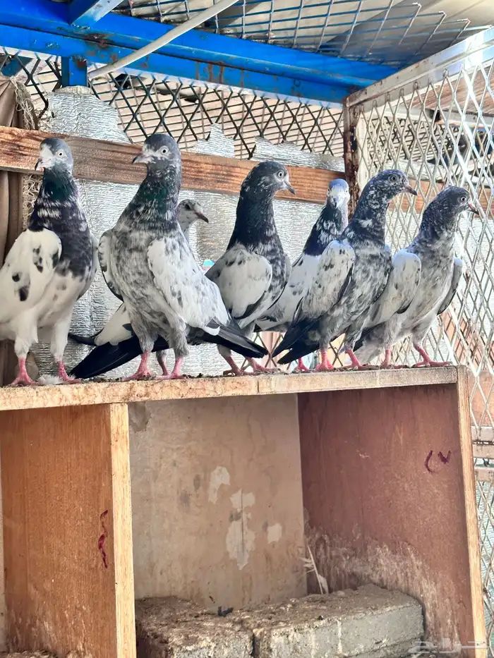 حمام باكستاني 7