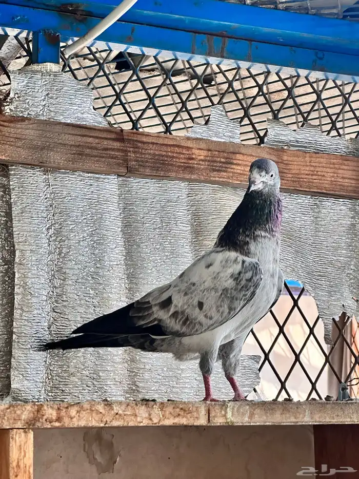 حمام باكستاني 14