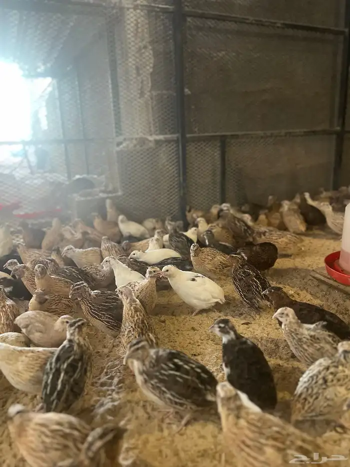 بيض سمان الطبق 10 ريال 4