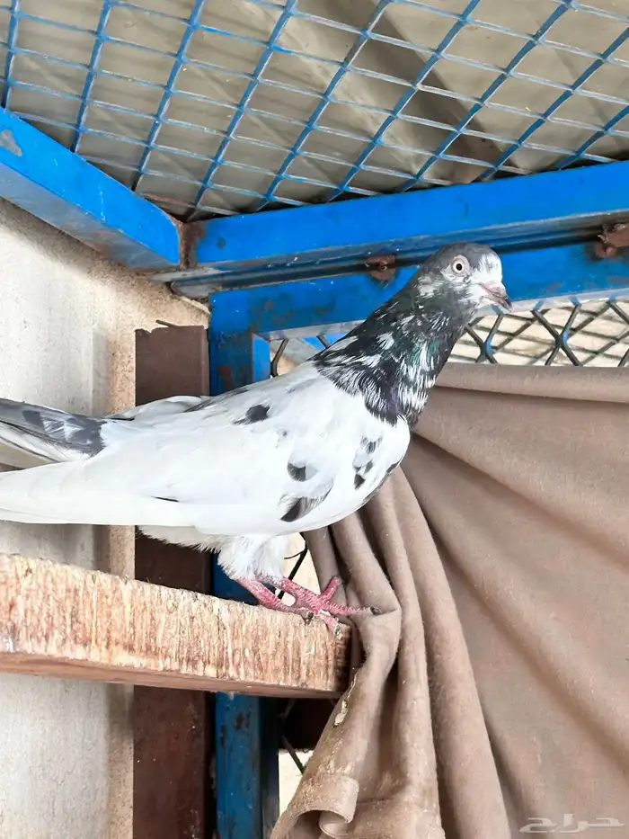 حمام باكستاني 3