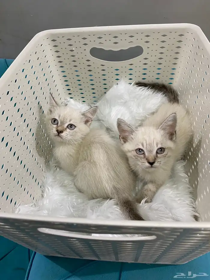 كيتن هملايا 1