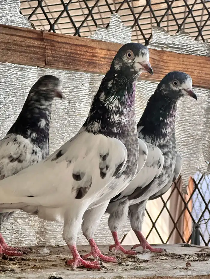 حمام باكستاني 1