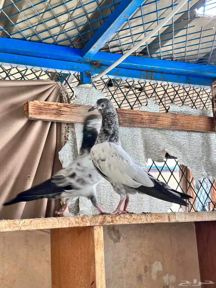 حمام باكستاني 11