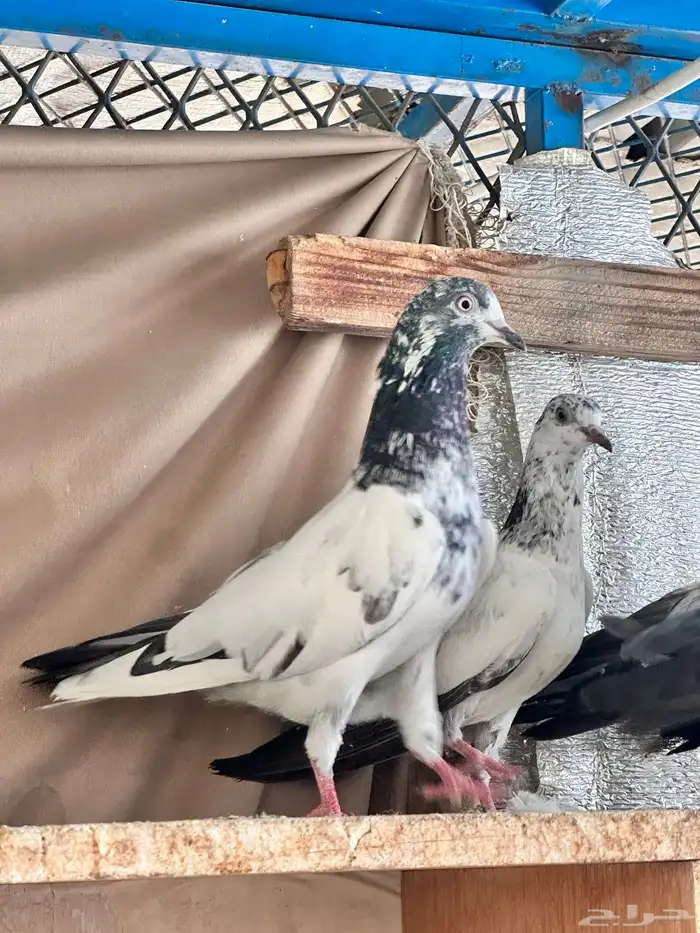 حمام باكستاني 10