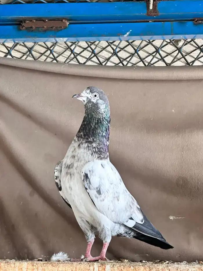 حمام باكستاني 16