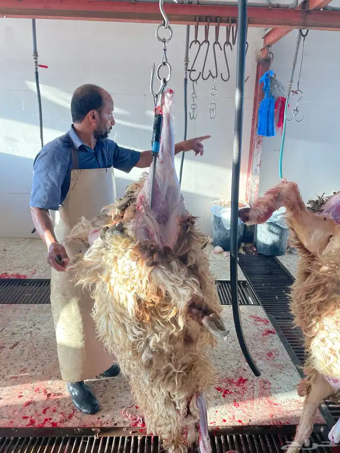 ذبايح بري تمايم خرفان ثلاجه مشروطه 39
