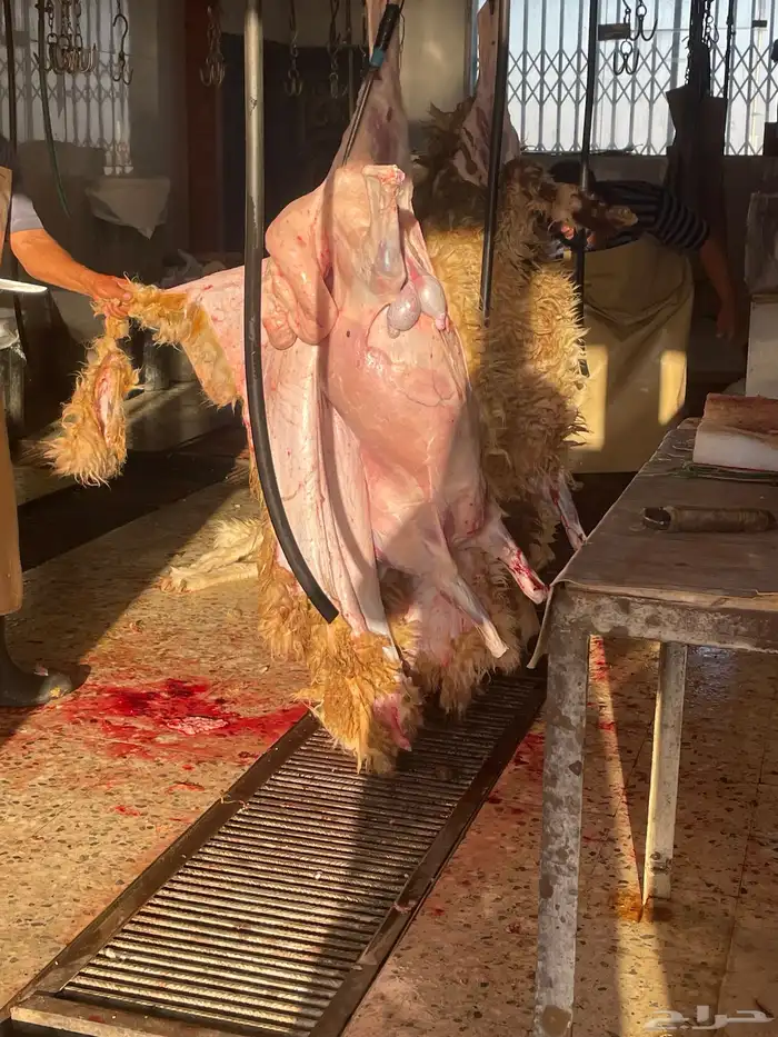 ذبايح بري تمايم خرفان ثلاجه مشروطه 41
