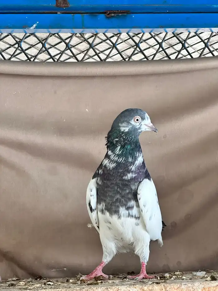 حمام باكستاني 9