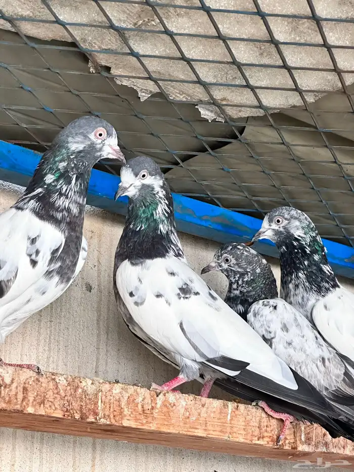 حمام باكستاني 15