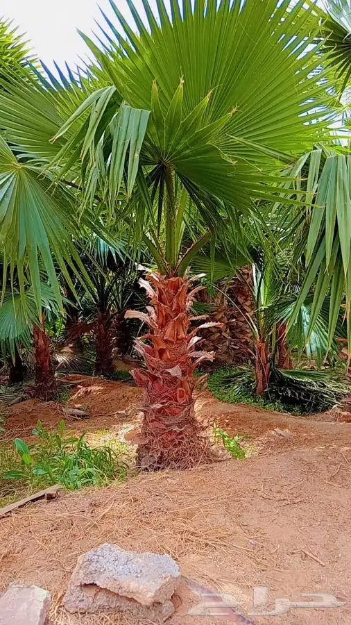 نخل واشنطني زينه للبيع باسعار مناسبة 14