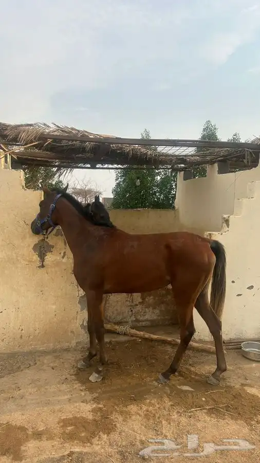 مهره شعبيه 3