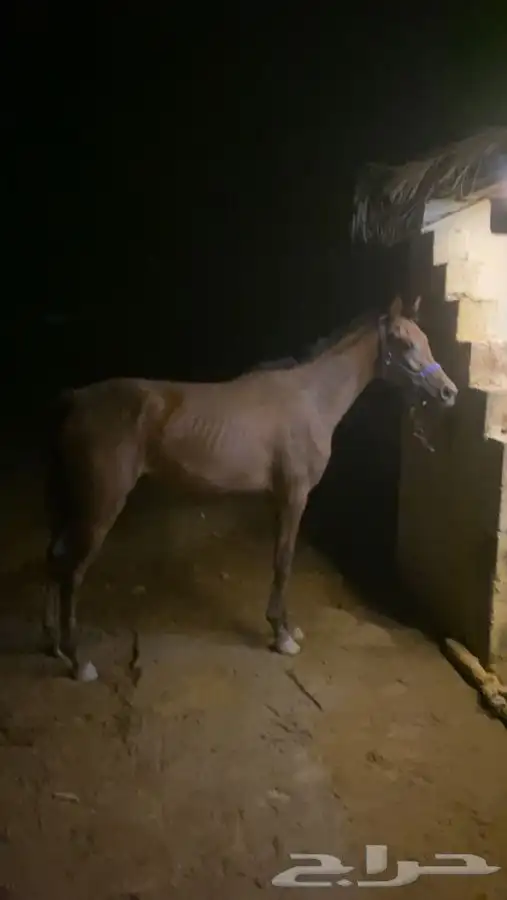 مهره شعبيه 0