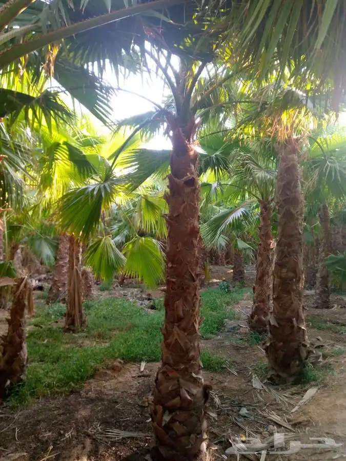نخل واشنطني زينه للبيع باسعار مناسبة 2