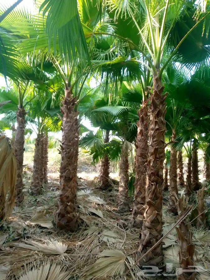نخل واشنطني زينه للبيع باسعار مناسبة 3