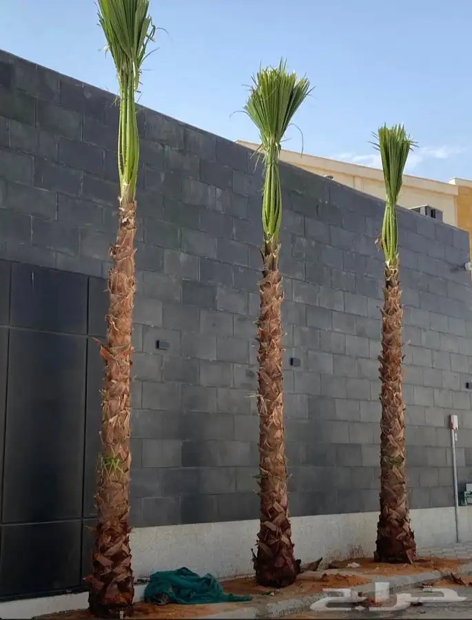 نخل واشنطني زينه للبيع باسعار مناسبة 13