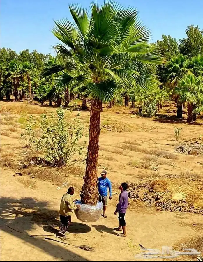نخل واشنطني زينه للبيع باسعار مناسبة 0