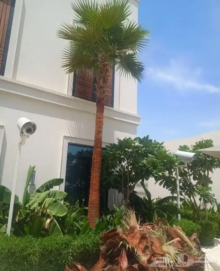 نخل واشنطني زينه للبيع باسعار مناسبة 6