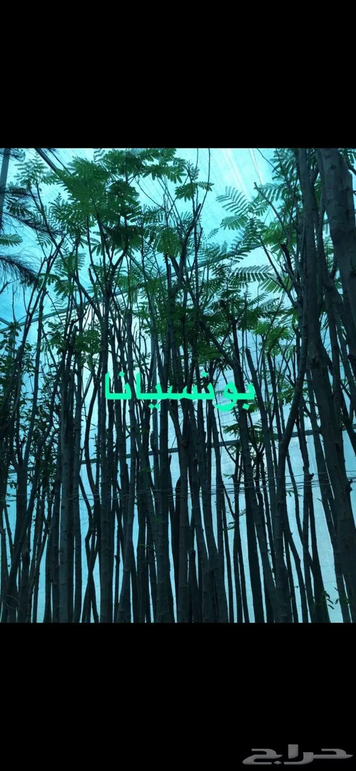 نجيل طبيعي سي 2000 الخرج تنزيل اليوم الثلاثاء 9