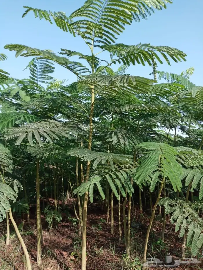 نجيل طبيعي سي 2000 الخرج تنزيل اليوم الثلاثاء 6
