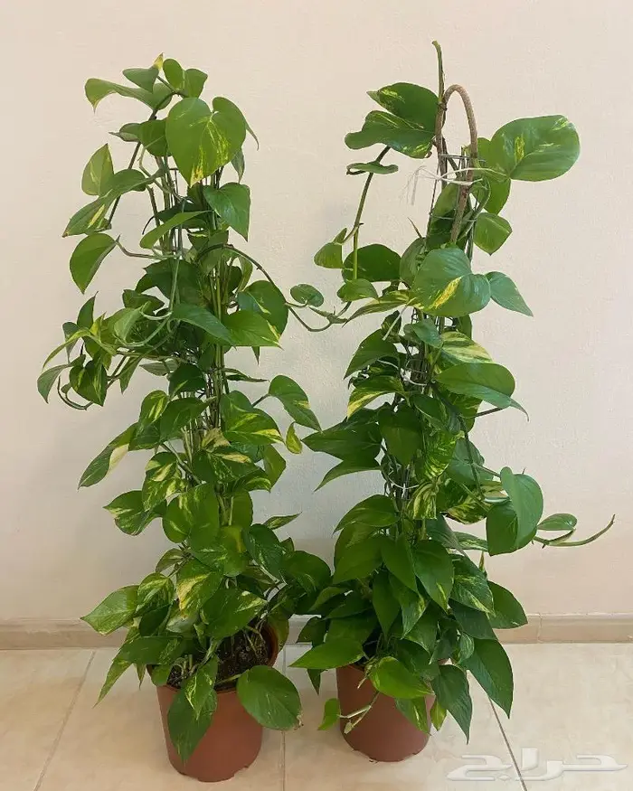 نباتات داخلية 3