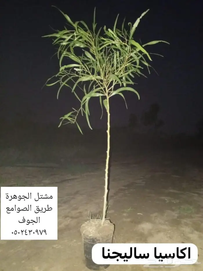نجيل طبيعي سي 2000 الخرج تنزيل اليوم الثلاثاء 1