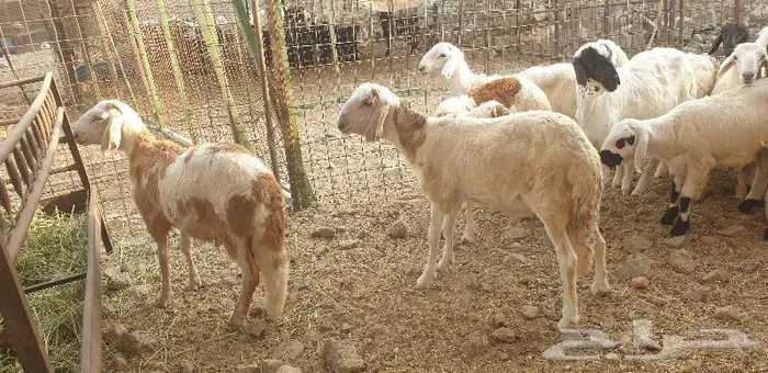 ذبايح حري سواكني تيوس زواجات مناسبات صدقات عقيقه 13